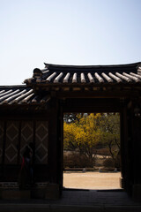 Yellow cornelian cherry blossoms are in bloom beyond the main gate of the Hanok.한옥의 대문 너머로 노란색의 산수유꽃이 피었습니다.