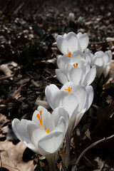 White wild flowers bloom in the spring fields.봄의 들에 하얀 야생화가 피었습니다.
