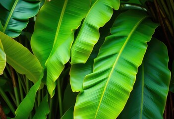 Vibrant green banana leaves, lush natural background, sunlight,  farm