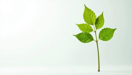 Fototapeta premium Single, delicate sapling against pure white backdrop, agriculture, delicate, branch