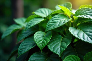 Nature's repeating leaf structure, showcasing organic growth , flora, organic