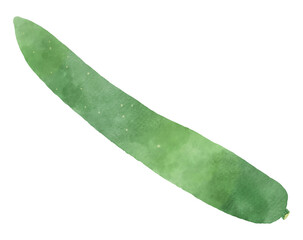 Whole Cucumber - Watercolor Style