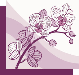 A Orchid illustration vector template