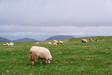 Fototapeta premium White sheep graze on a green pasture with mountains in the background