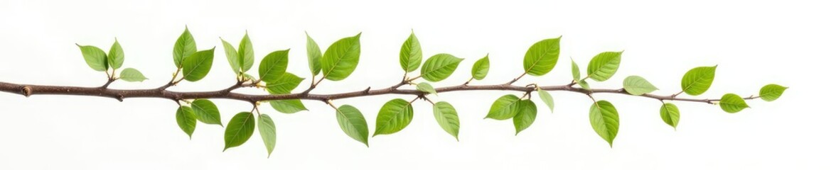 Branch with leaves and twigs isolated on white background, leaves, background, twig
