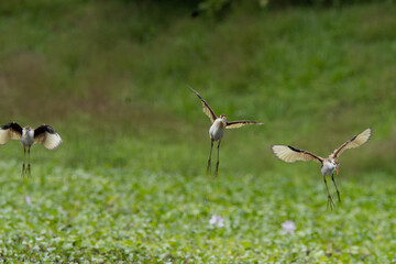 Jacana juvenil