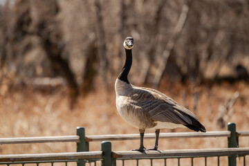 Canada goose siting on the bridge rail, guarding the nesting area in early spring