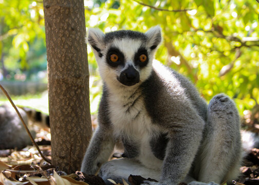 ring tailed lemur