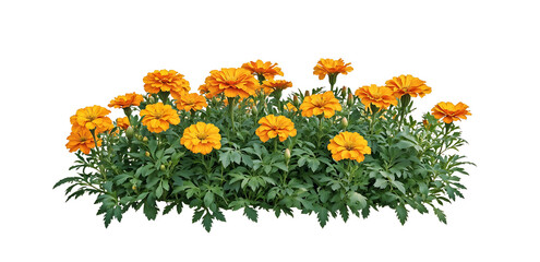 Isolated bed of bright orange marigold flowers with lush green foliage on translate background,...