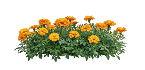 Isolated bed of bright orange marigold flowers with lush green foliage on translate background, ideal for garden design projects and landscaping visualizations