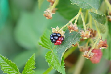Partially Ripened Blackberry (Rubus fruticosus) on the Vine