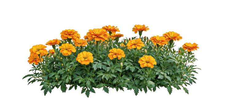 Isolated bed of bright orange marigold flowers with lush green foliage on translate background, ideal for garden design projects and landscaping visualizations