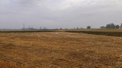 wheat field in the morning