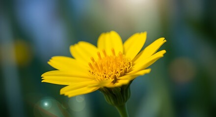 Sunlit Daisy AI Generated