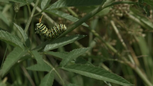 Swallow Tail Caterpillar Mad Antenna