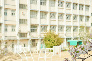 桜と校舎が描く日本の春・桜越しに見える校舎の春景色
