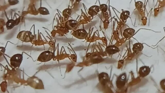 ants on the ground