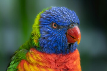 Portrait of a Rainbow Lorikeet