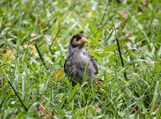 A Noisy Miner bird standing in green grass