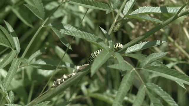 Parsley Worm Crawling on a Branch