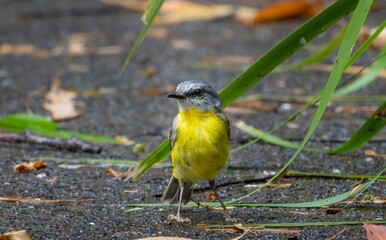 An Eastern Yellow Robin on the ground