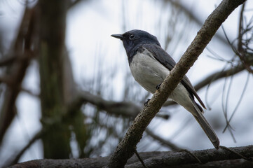 A male Leaden Flycatcher perched on a branch