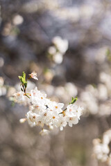 Close-up of beautiful white blossoms in spring sunlight.