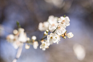Close-up of white blossoms on a branch in spring.