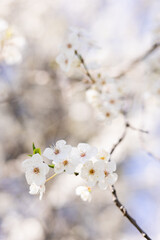 Close-up of white flowers blooming on a tree branch.