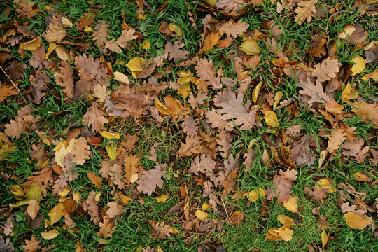 Fallen autumn brown and yellow leaves lie on green grass
