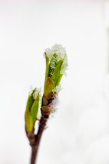 maple leaves are covered with melting snow