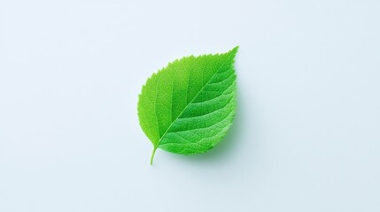 single green leaf rests gently on stark white capturing essence of minimalistic design in its purest form