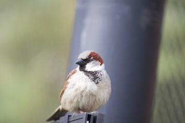 The Urban Dweller: House Sparrow Perched on a Fence (Passer domesticus)