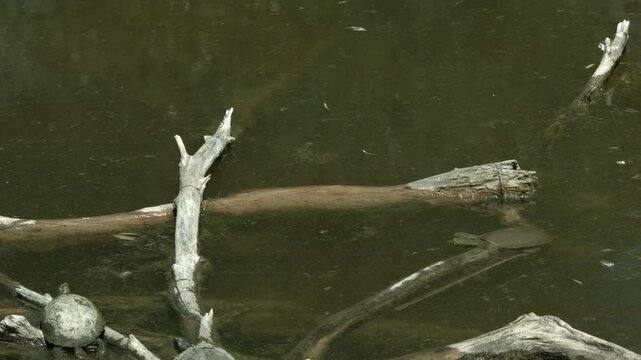 Spiny Softshell Turtle Crawling on a Log