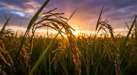 Fototapeta premium Golden Rice Paddies at Sunset: A Vibrant Landscape Photograph AI Generated