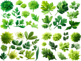 A watercolor vector illustration of different types and sizes of Chrysanthemum Leaf, arranged in an overhead view perspective