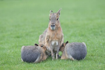 Patagonian Mara (Dolichotis patagonum) Feeding her babies.
