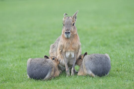Patagonian Mara (Dolichotis patagonum) Feeding her babies.