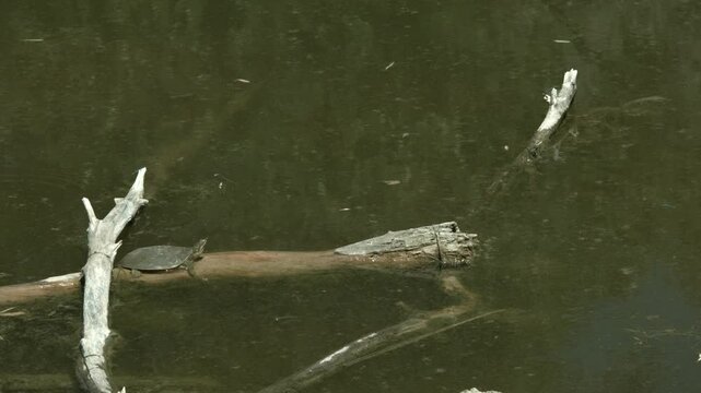 Spiny Softshell Turtle on a Log
