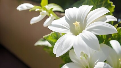 white flowers in the garden