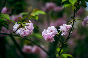 pink cherry blossoms