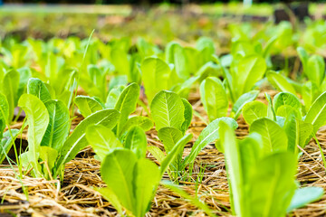 Close-up of vibrant green lettuce plants growing in a garden bed under sunlight, showcasing healthy, fresh, and thriving foliage