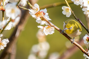 梅にとまるメジロ