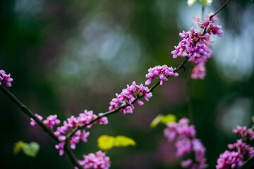 Fototapeta premium Chinese Redbud in spring