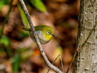 枝にとまるメジロ