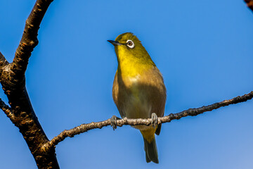 枝にとまるメジロ