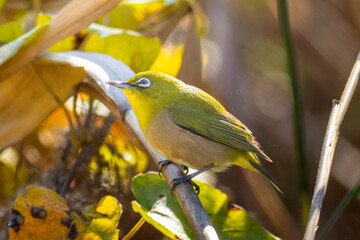 枝にとまるメジロ