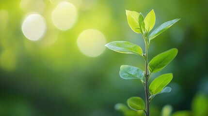 Obraz premium Fresh new leaves sprout in a vibrant green garden.