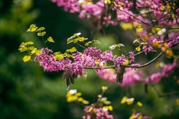 Chinese Redbud in spring