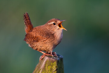 eurasian wren singing